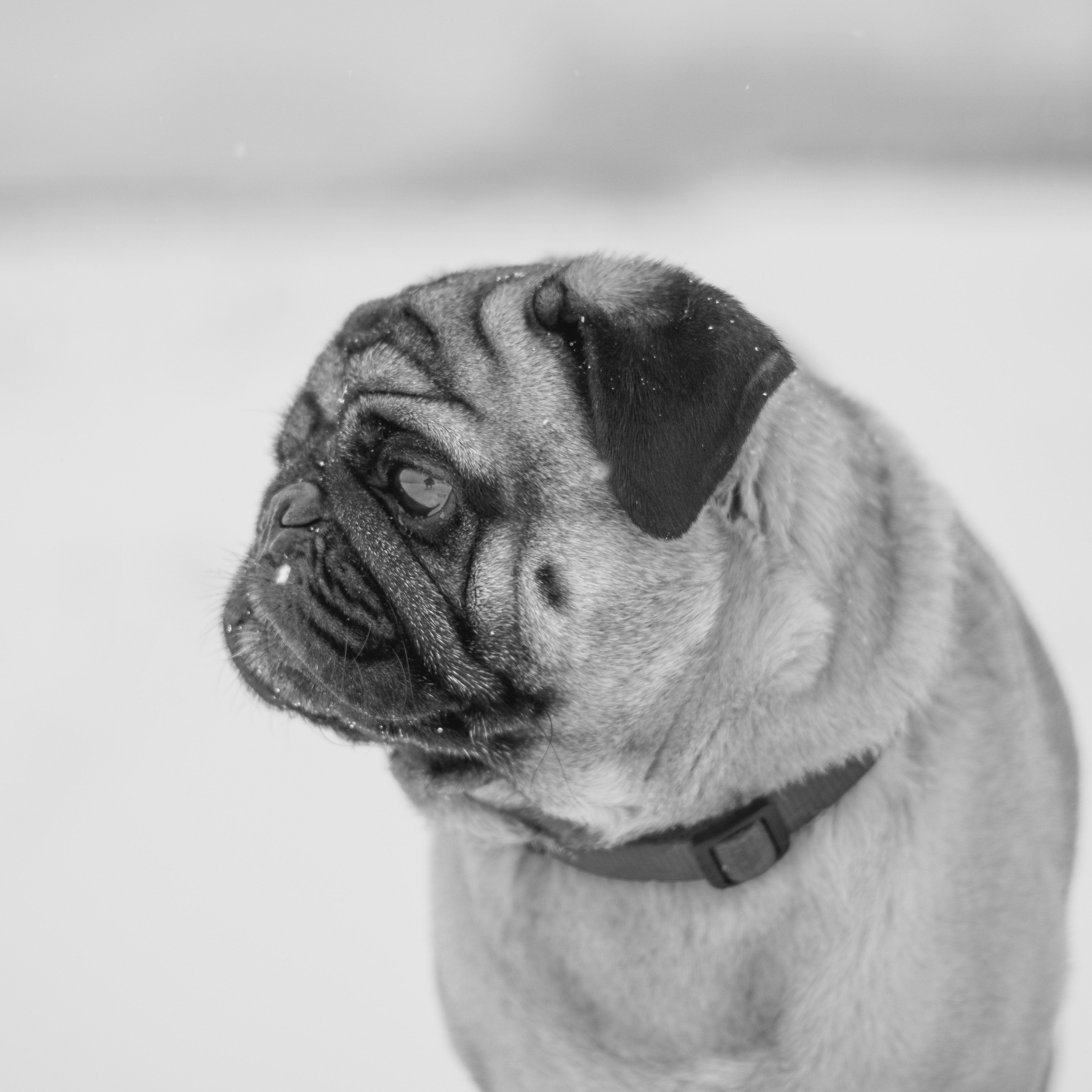 adorable-animal-black-and-white-1697885 adorable-animal-black-and-white-1697885