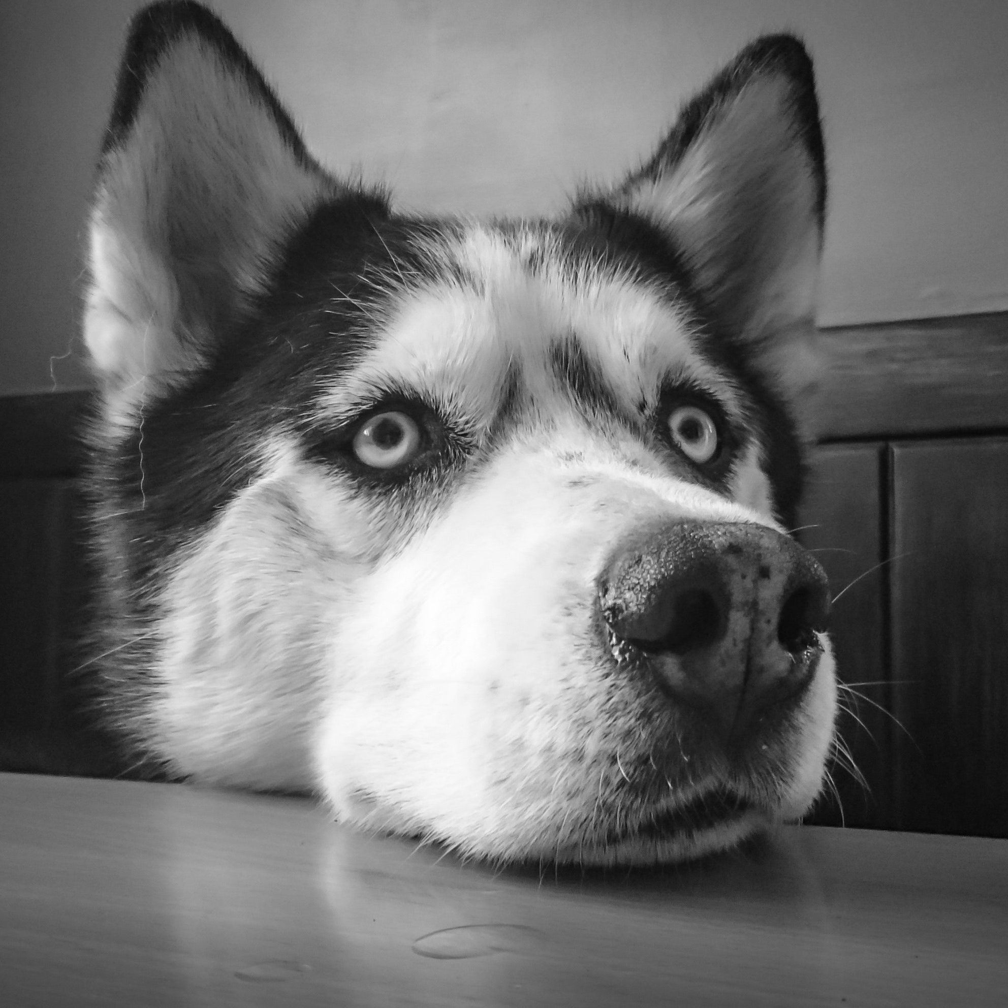 adorable-animal-black-and-white-220974 adorable-animal-black-and-white-220974