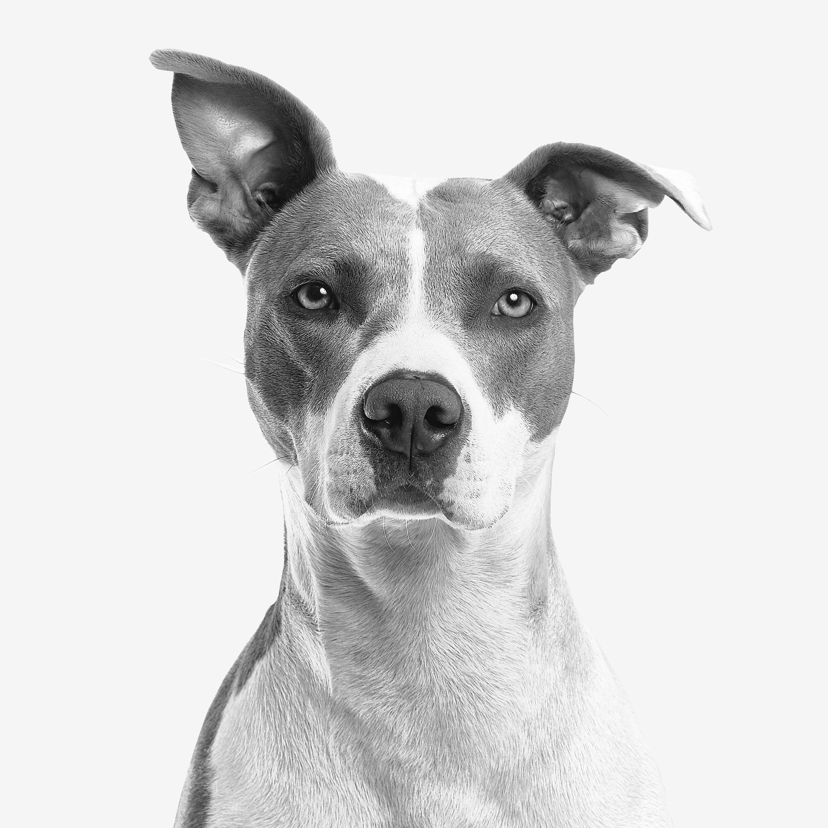 adorable-animal-black-and-white-825947 adorable-animal-black-and-white-825947