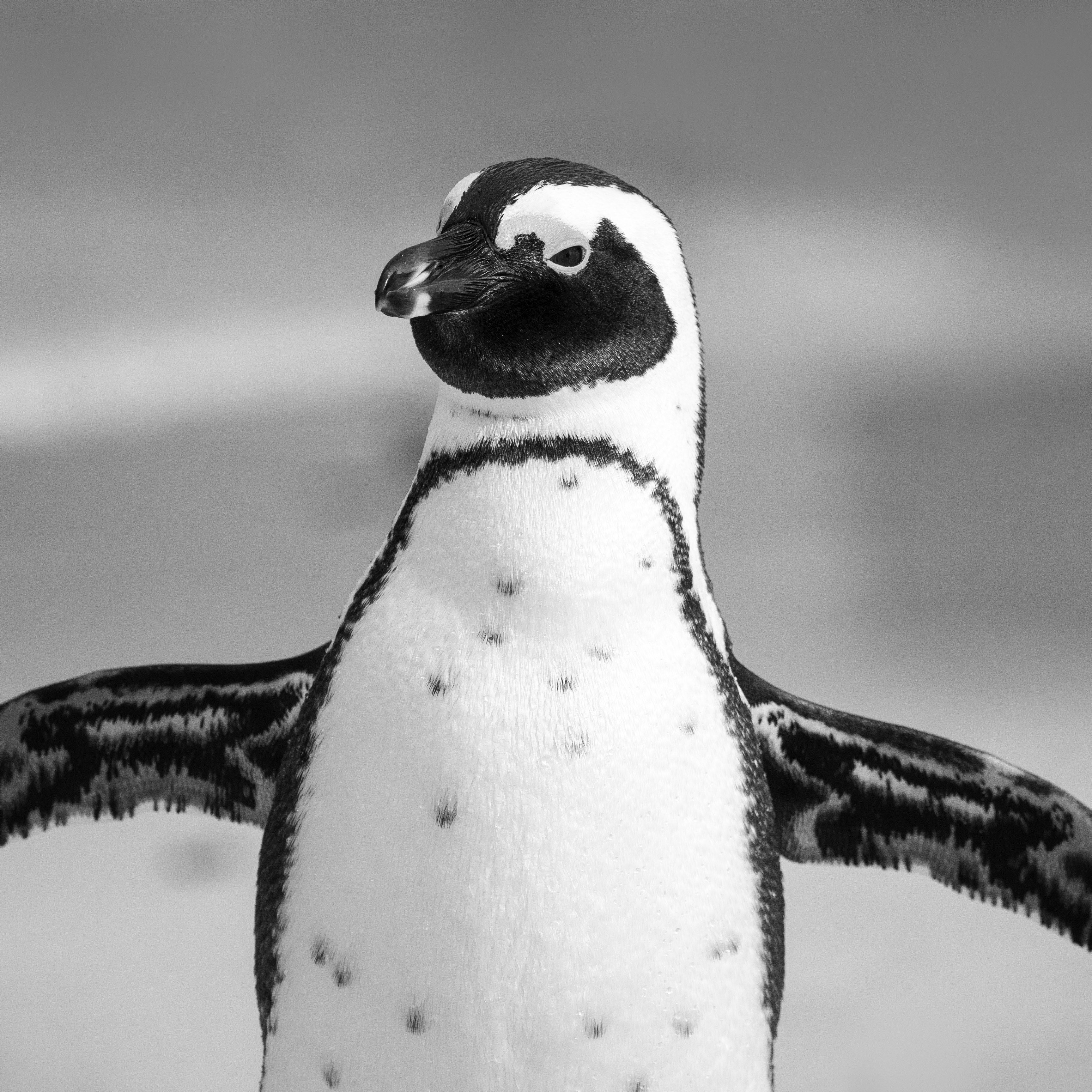african-penguin-animal-animal-photography-2078475 african-penguin-animal-animal-photography-2078475