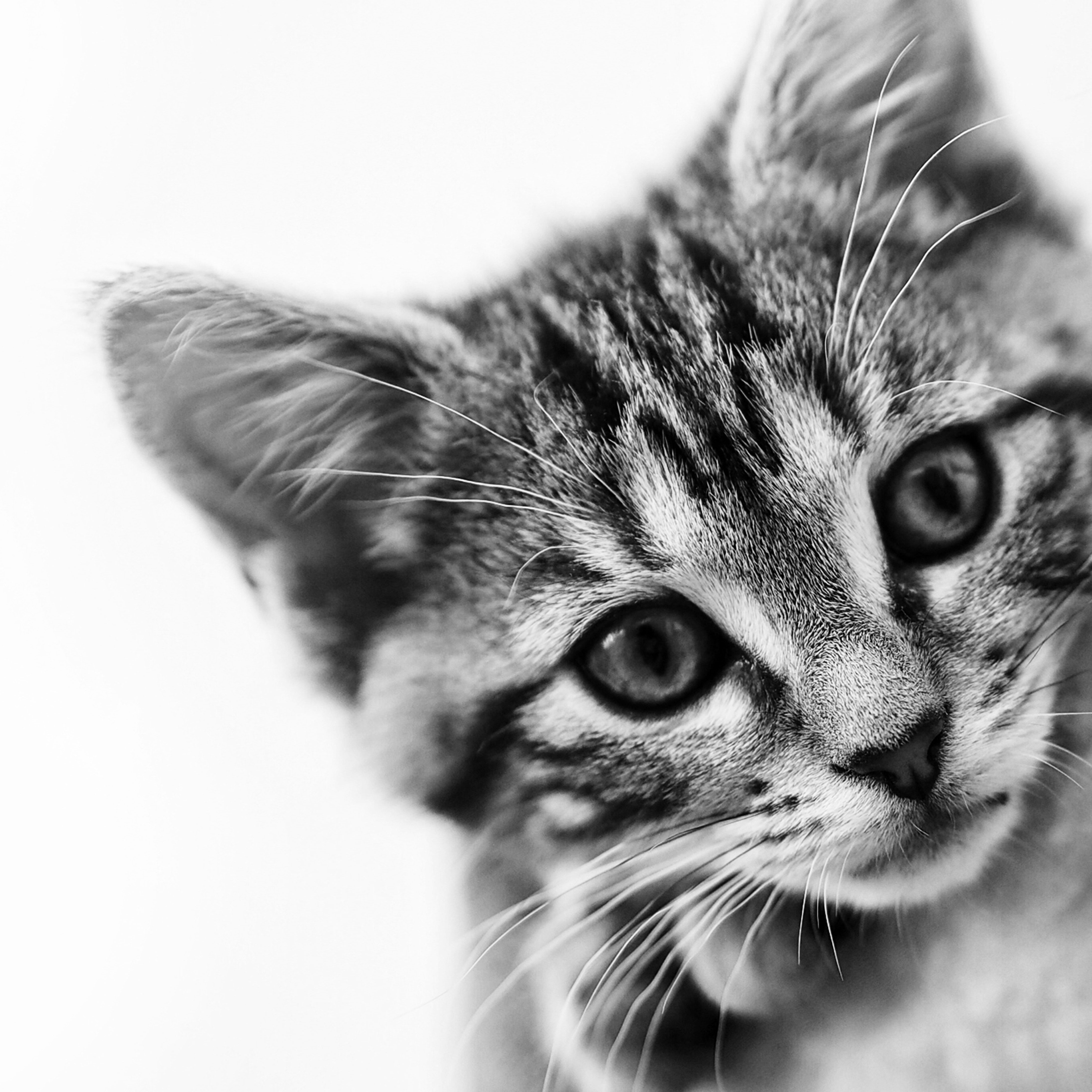 animal-animal-photography-black-and-white-2527491 animal-animal-photography-black-and-white-2527491