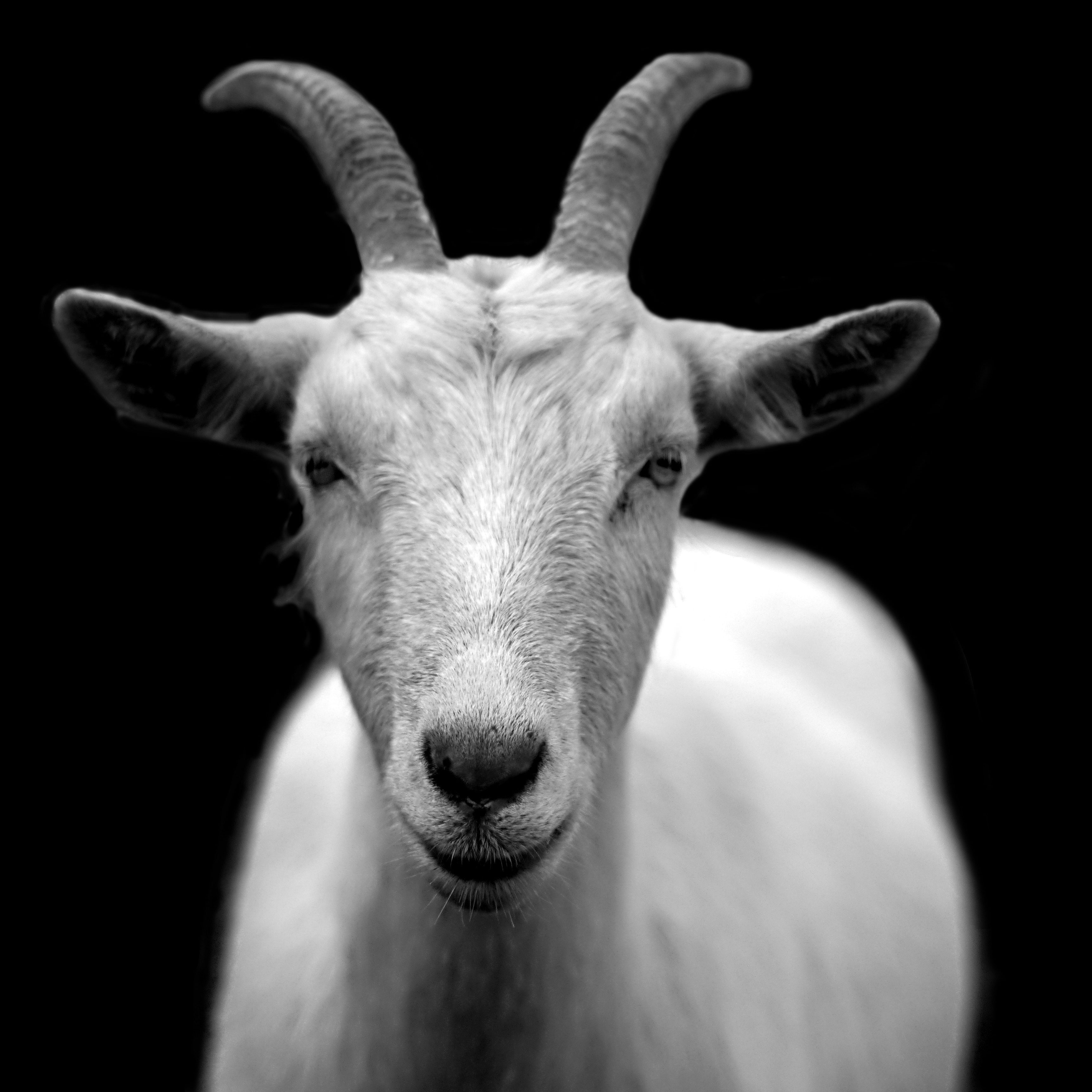 animal-black-and-white-close-up-86594 animal-black-and-white-close-up-86594